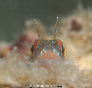 Blenny playing peek-a boo in the fluff. by Suzan Meldonian 